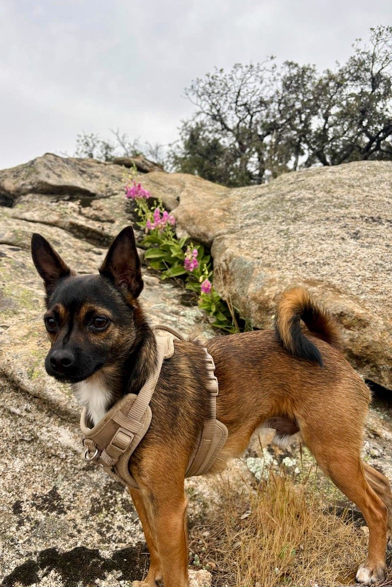 Amanda with Pancho in the Sierra de Madrid